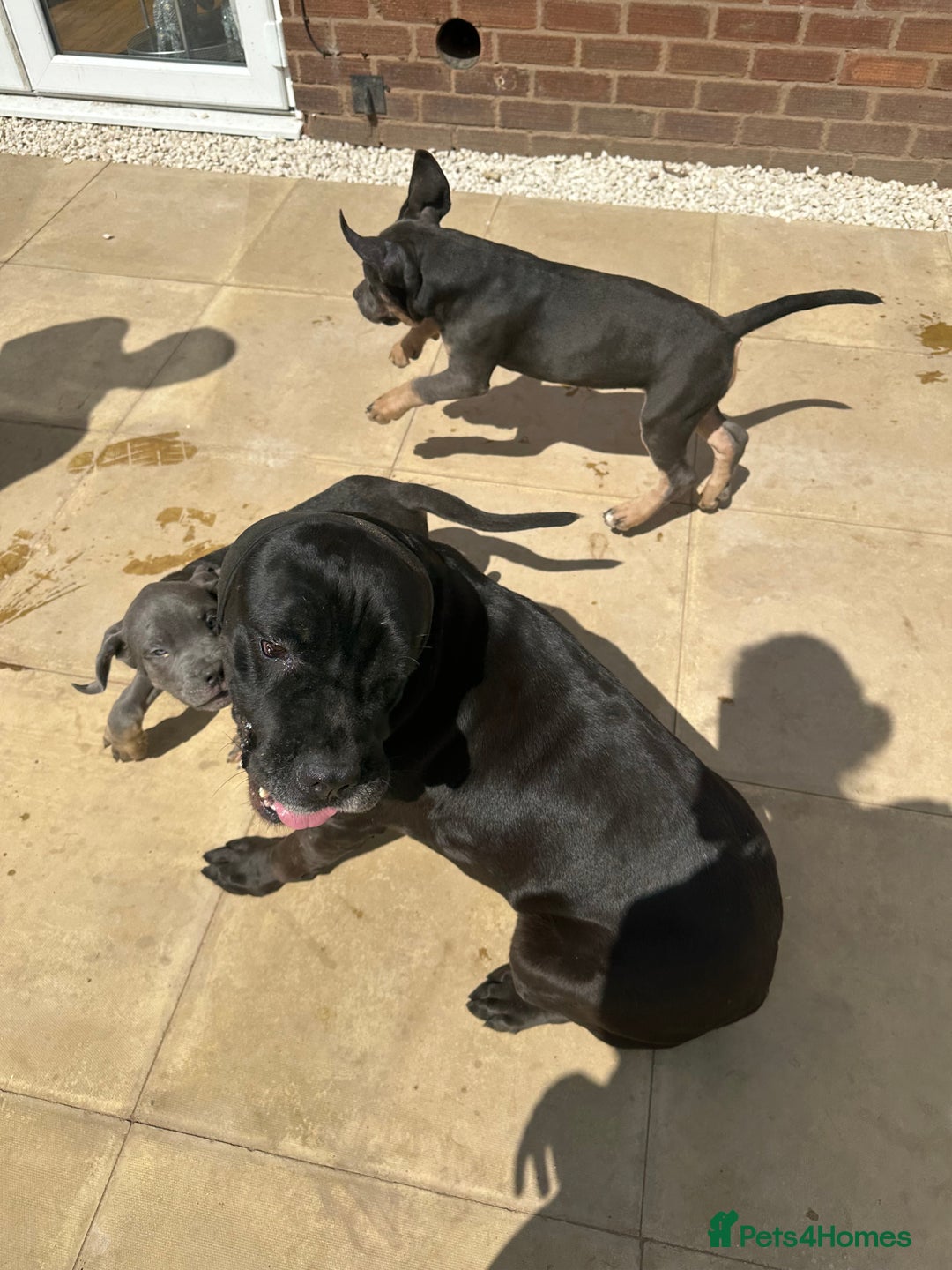 Cane Corso dogs for sale: Cane Corso, Italian mastiff pups  - Image 12