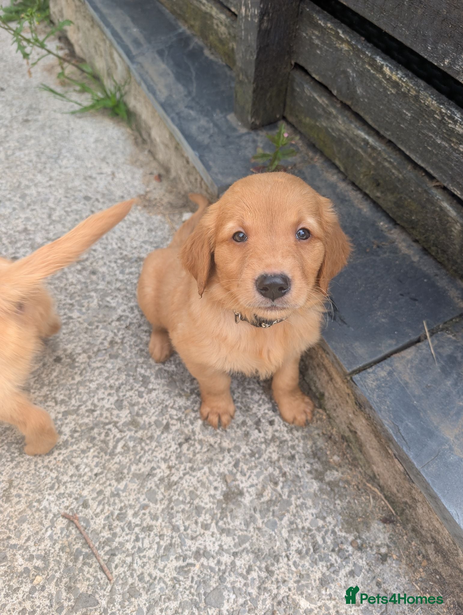 Golden Retriever dogs Beautiful KC registered Golden Retriever puppies  - Advert 1