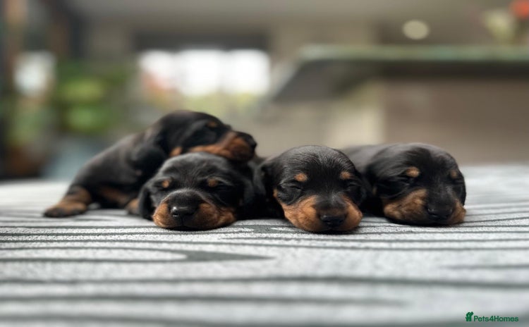 Miniature Dachshund dogs - Advert 1