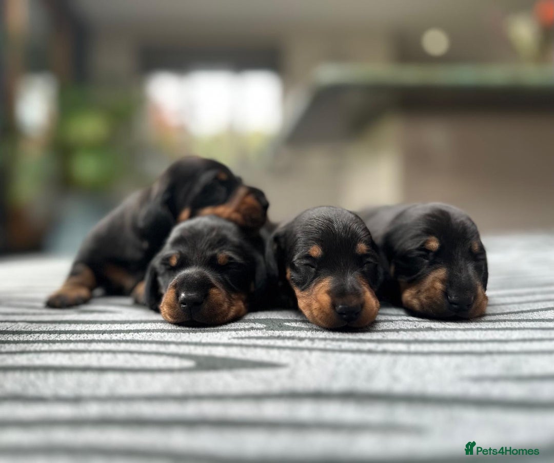 Miniature Dachshund dogs for sale: KC short haired miniature Black and Tan puppies - Image 1