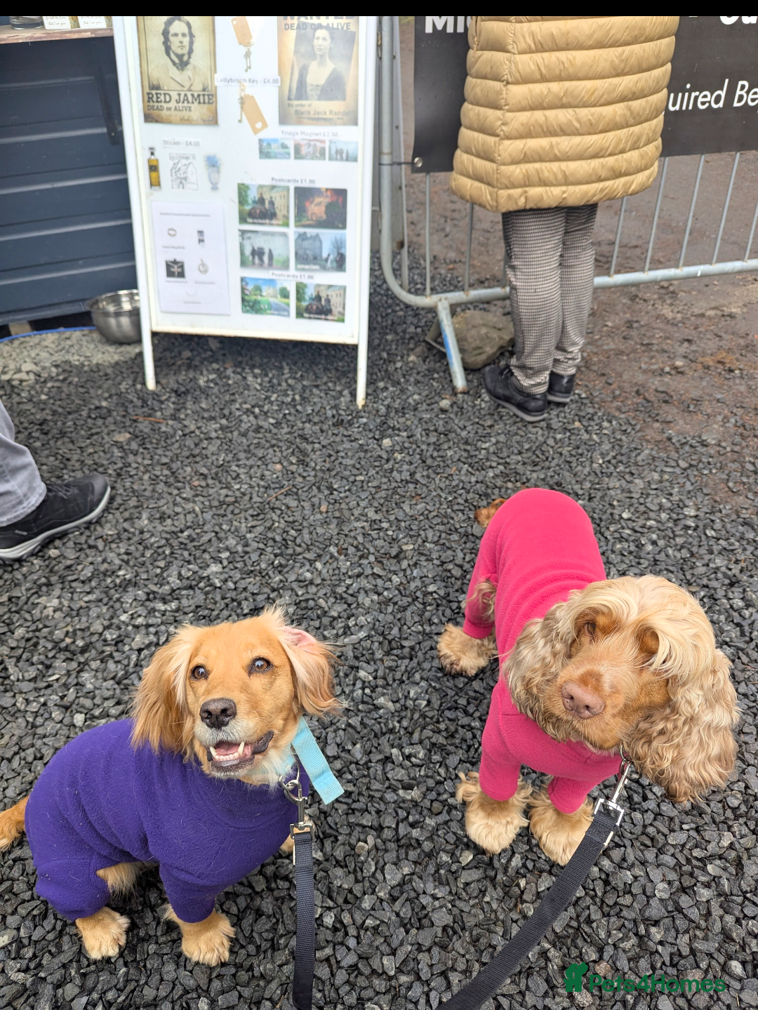 Cocker Spaniel dogs for sale:  CHAMPION BLOODLINE WORKING COCKER WAITING LIST  - Advert 14