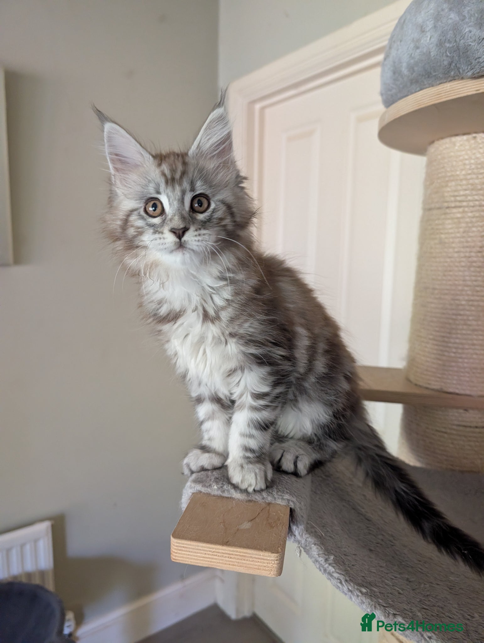 Maine Coon cats Ready soon. Tica Registered Maine coon Kittens  - Advert 1