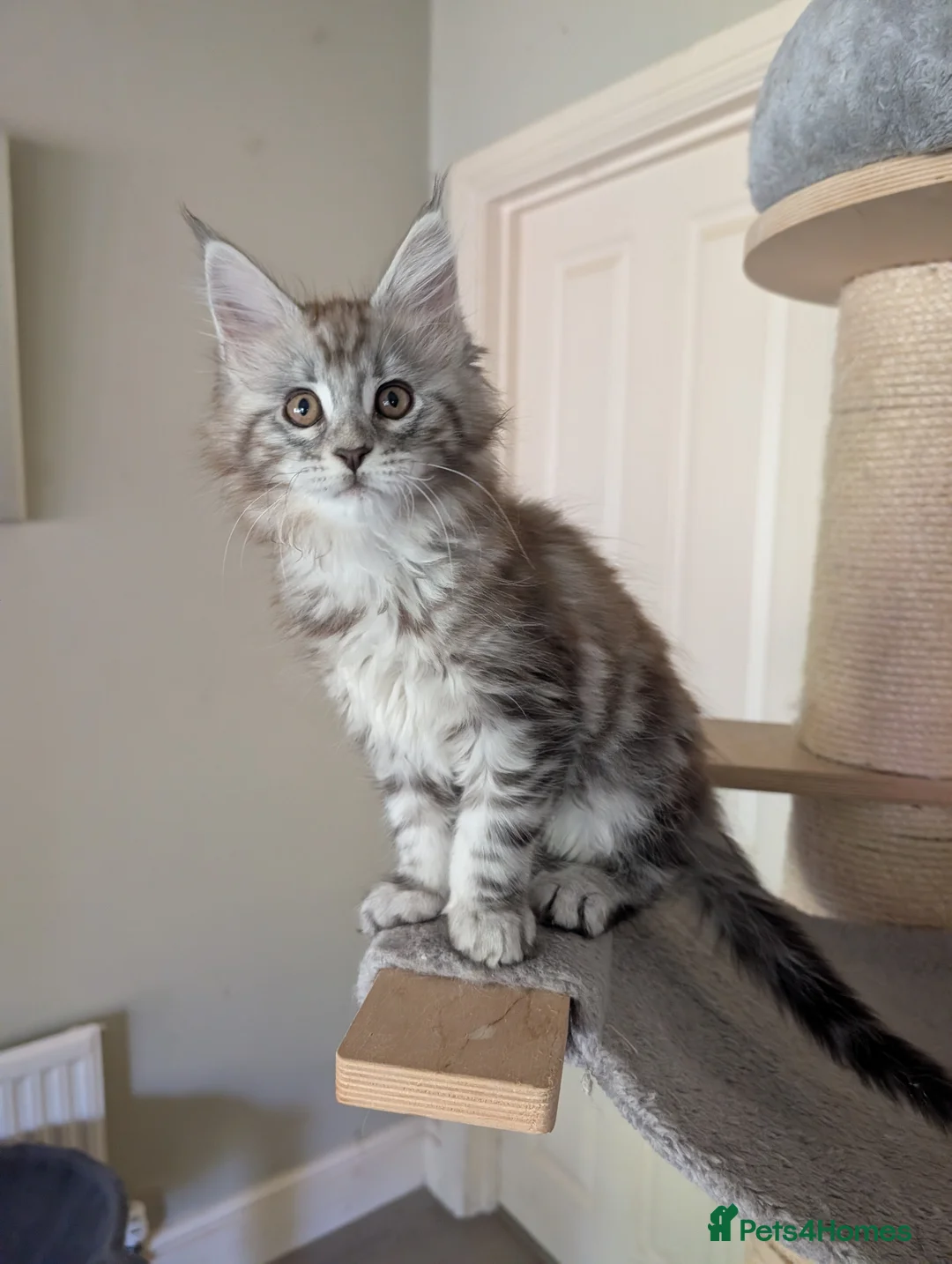 Maine Coon cats for sale: Ready soon. Tica Registered Maine coon Kittens  - Advert 1
