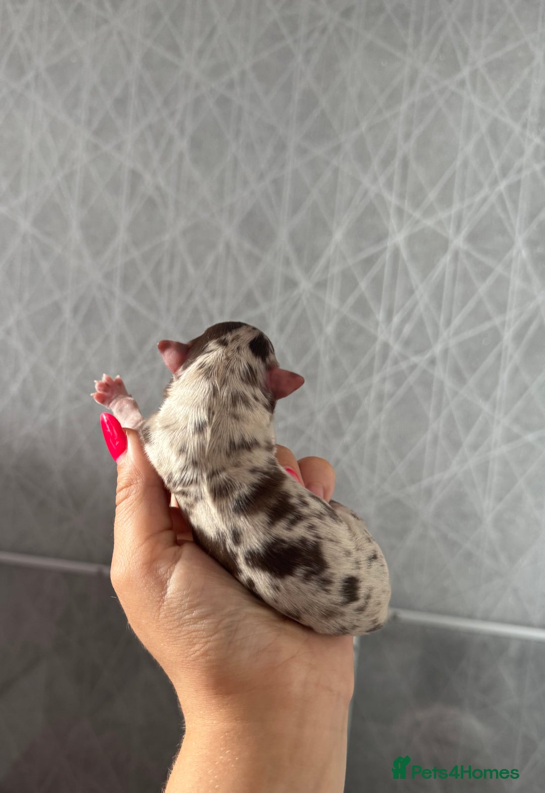 Chihuahua dogs for sale: Chocolate Merle Longhair Chihuahua,1boy 1girl left - Image 11