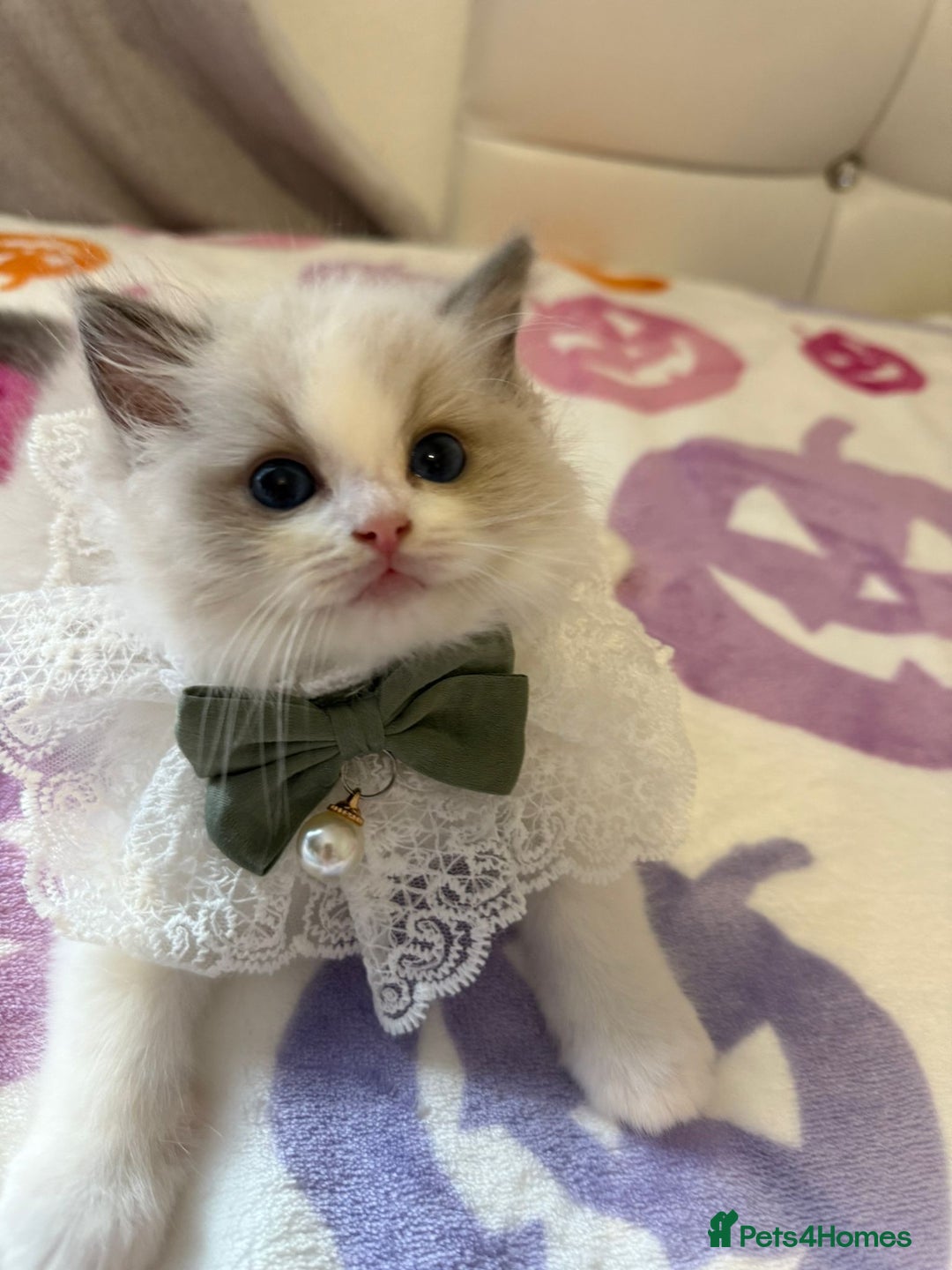 Ragdoll cats for sale: Blue eyes Blue-Bicolor kittens  - Image 21