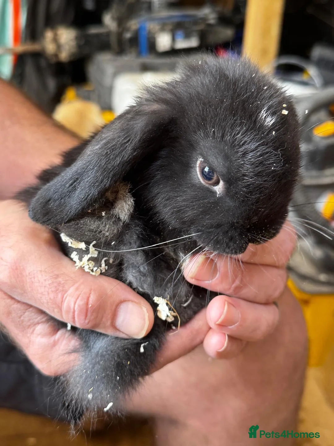 Mini Lop rabbits for sale: Gorgeous Mini Lops  - Advert 2