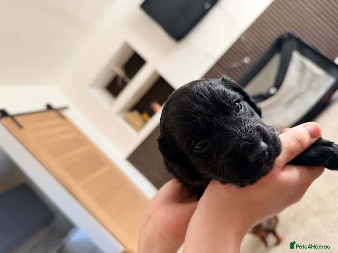 Cocker Spaniel dogs for sale: Cocker spaniel puppies  in Blyth - Advert 14