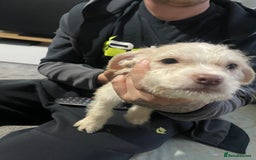 Mixed Breed dogs for sale: Puppy available  - Image 2