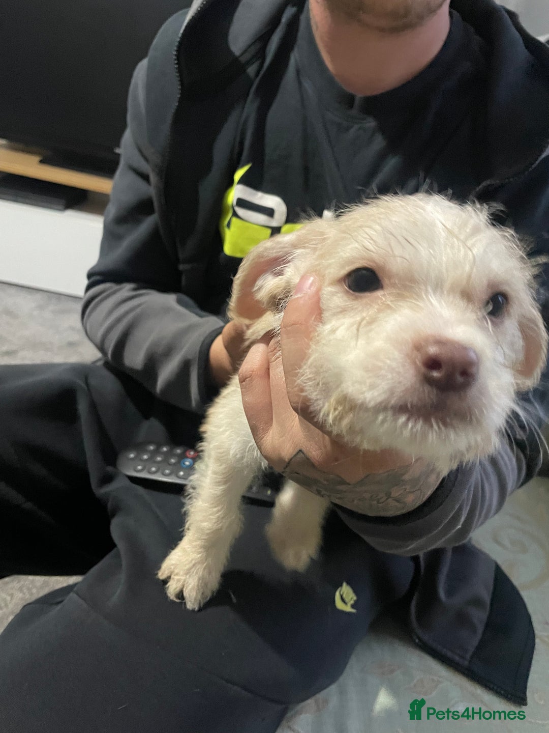 Mixed Breed dogs for sale: Puppy available  - Image 2