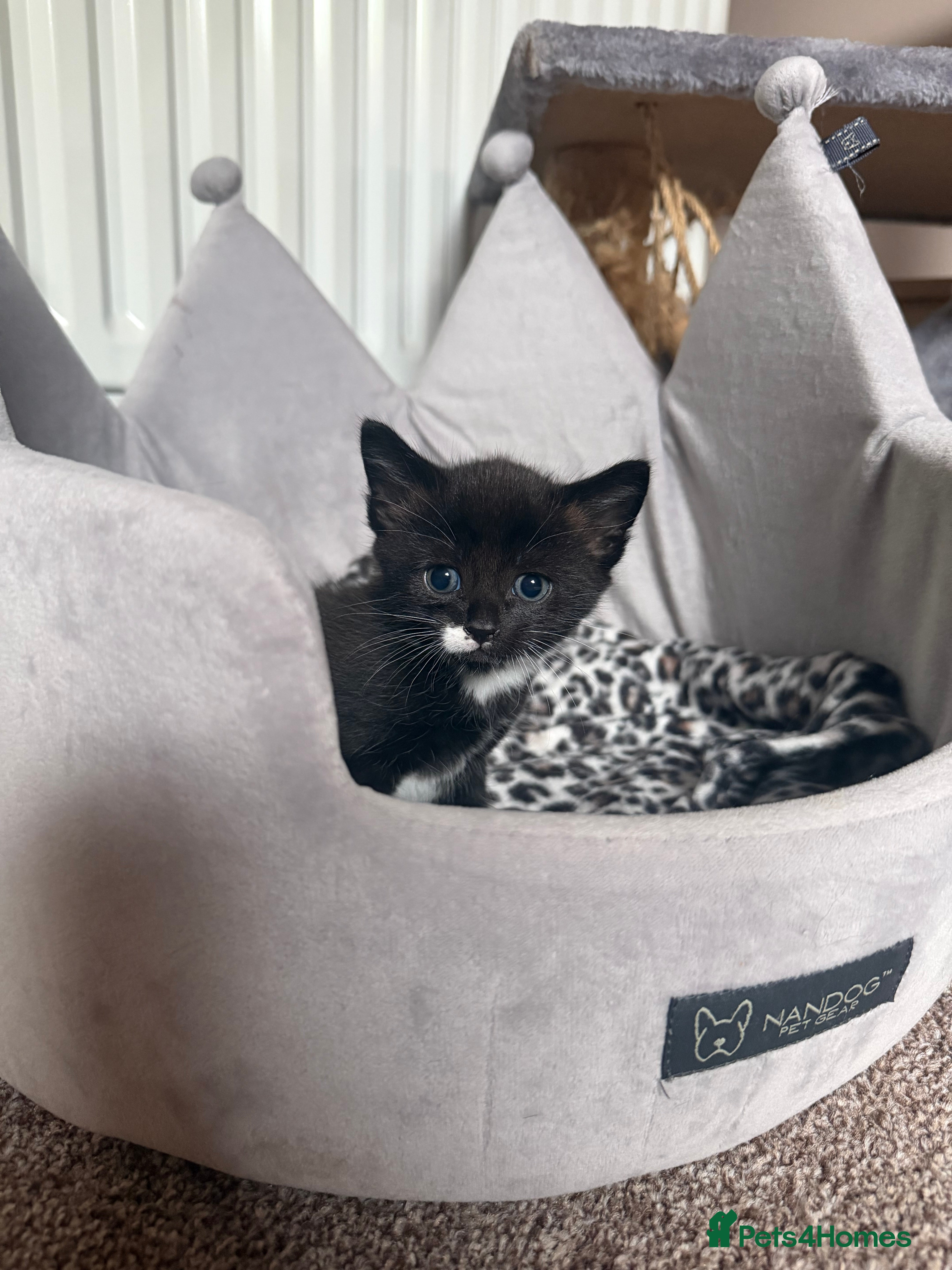 Mixed Breed cats Beautiful Quality Kittens - Stunning Markings - Advert 3