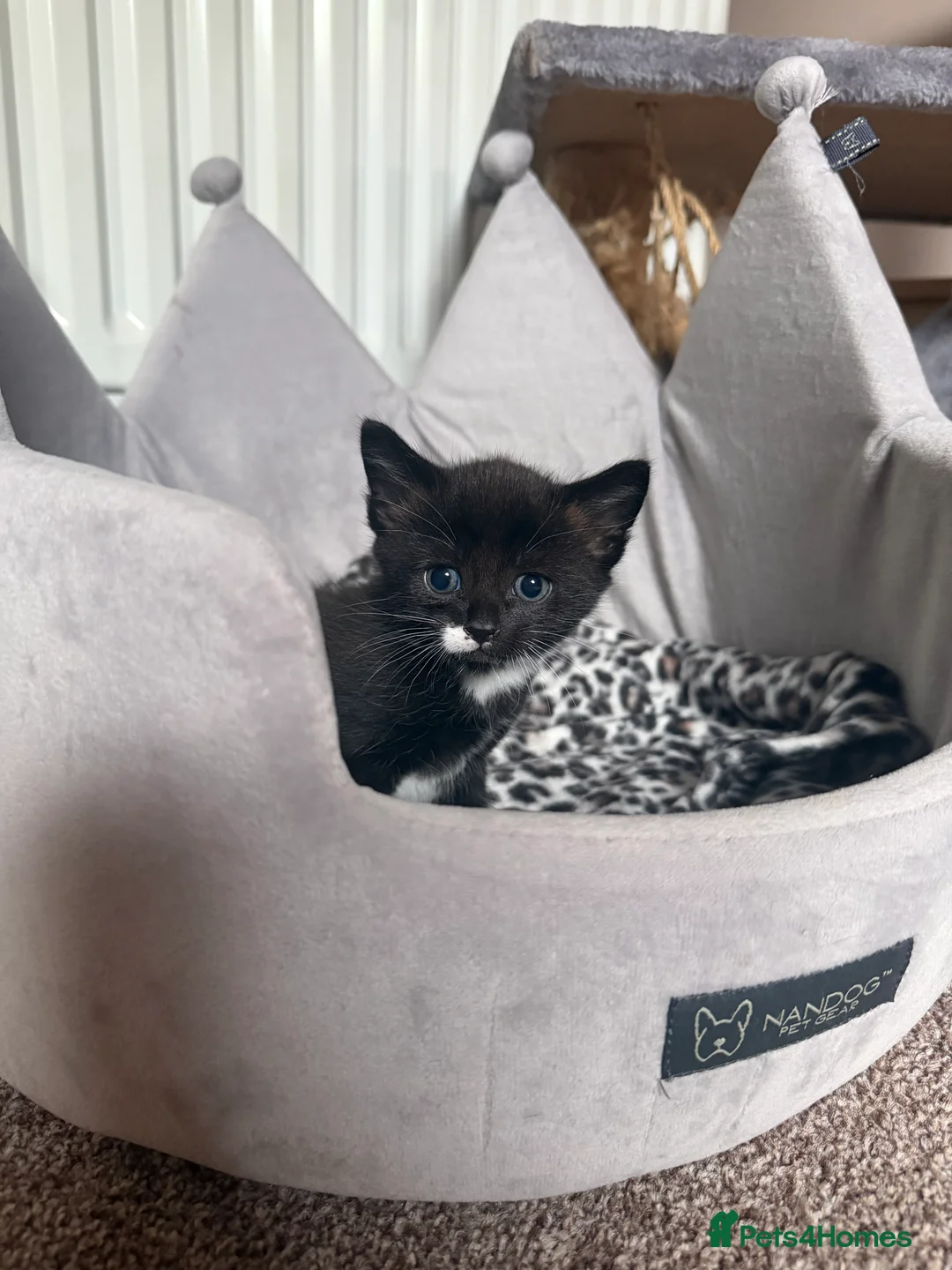 Mixed Breed cats for sale: Beautiful Quality Kittens - Stunning Markings - Advert 1