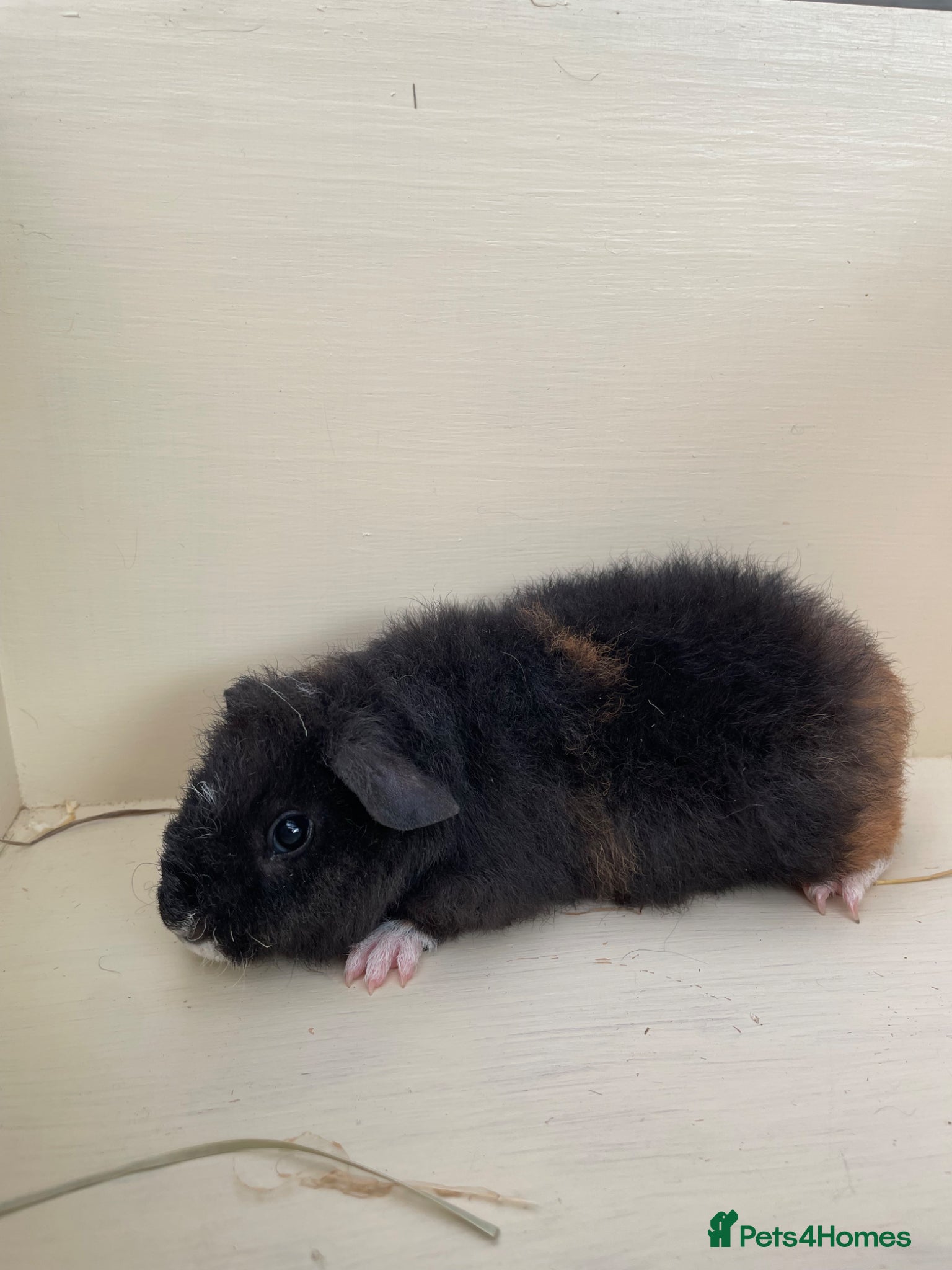 Guinea Pig rodents Baby Guinea pigs Teddy & funky  - Advert 14
