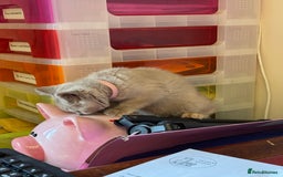 British Shorthair cats for sale: 🌟 Ready now! 🌟Incredible GCCF kittens  - Image 29