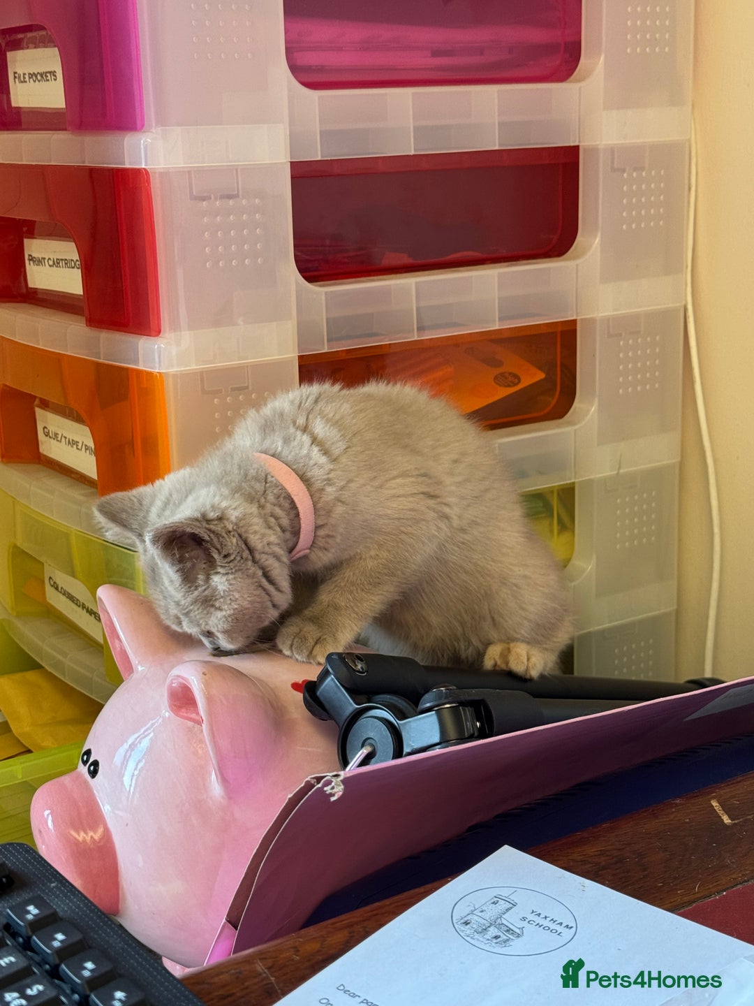 British Shorthair cats for sale: 🌟 Ready now! 🌟Incredible GCCF kittens  - Image 29