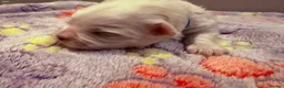 Maltese dogs for sale: Beautiful Maltese Puppies ⭐️Over 5 GENERATIONS⭐️ - Advert 17