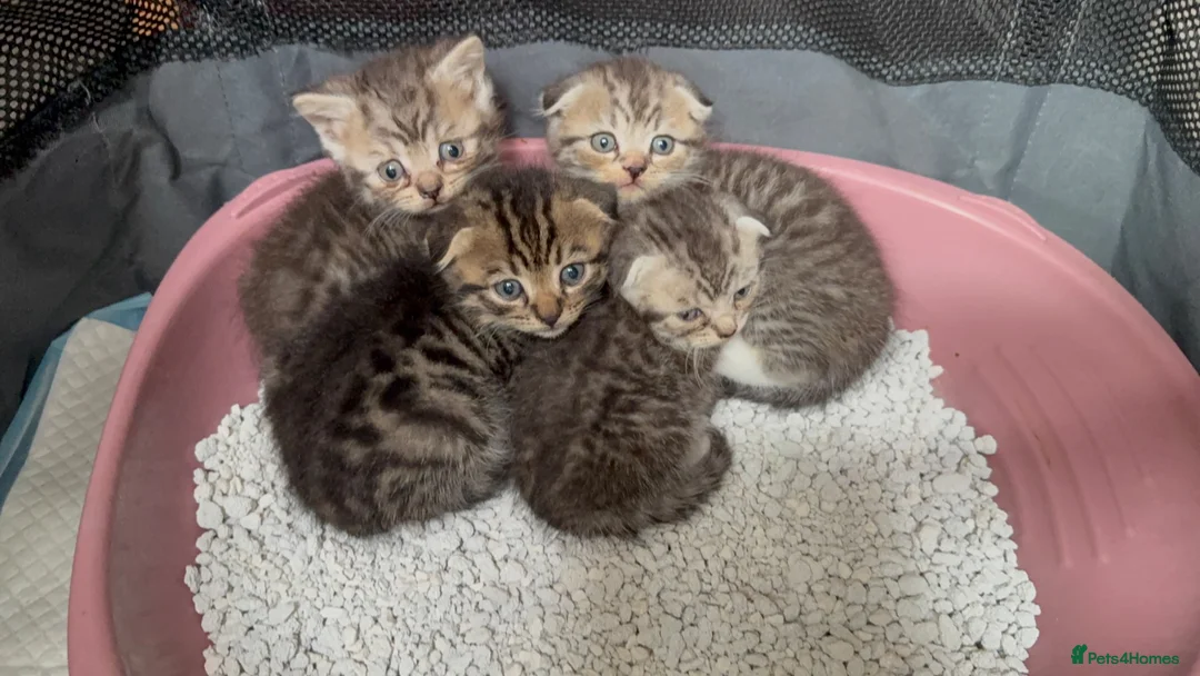 Scottish Fold cats for sale: Beautiful Scottish Fold Boy Looking for His Home - Advert 4