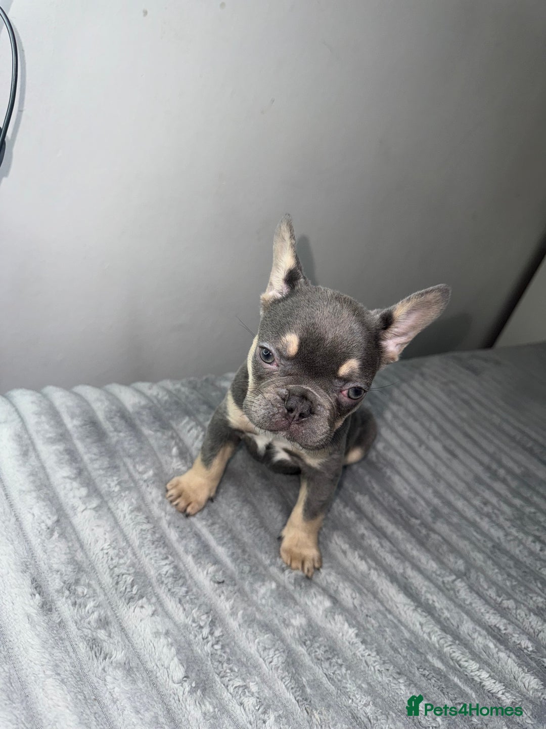 French Bulldog dogs for sale: Beautiful Blue french bulldog puppies  - Image 2