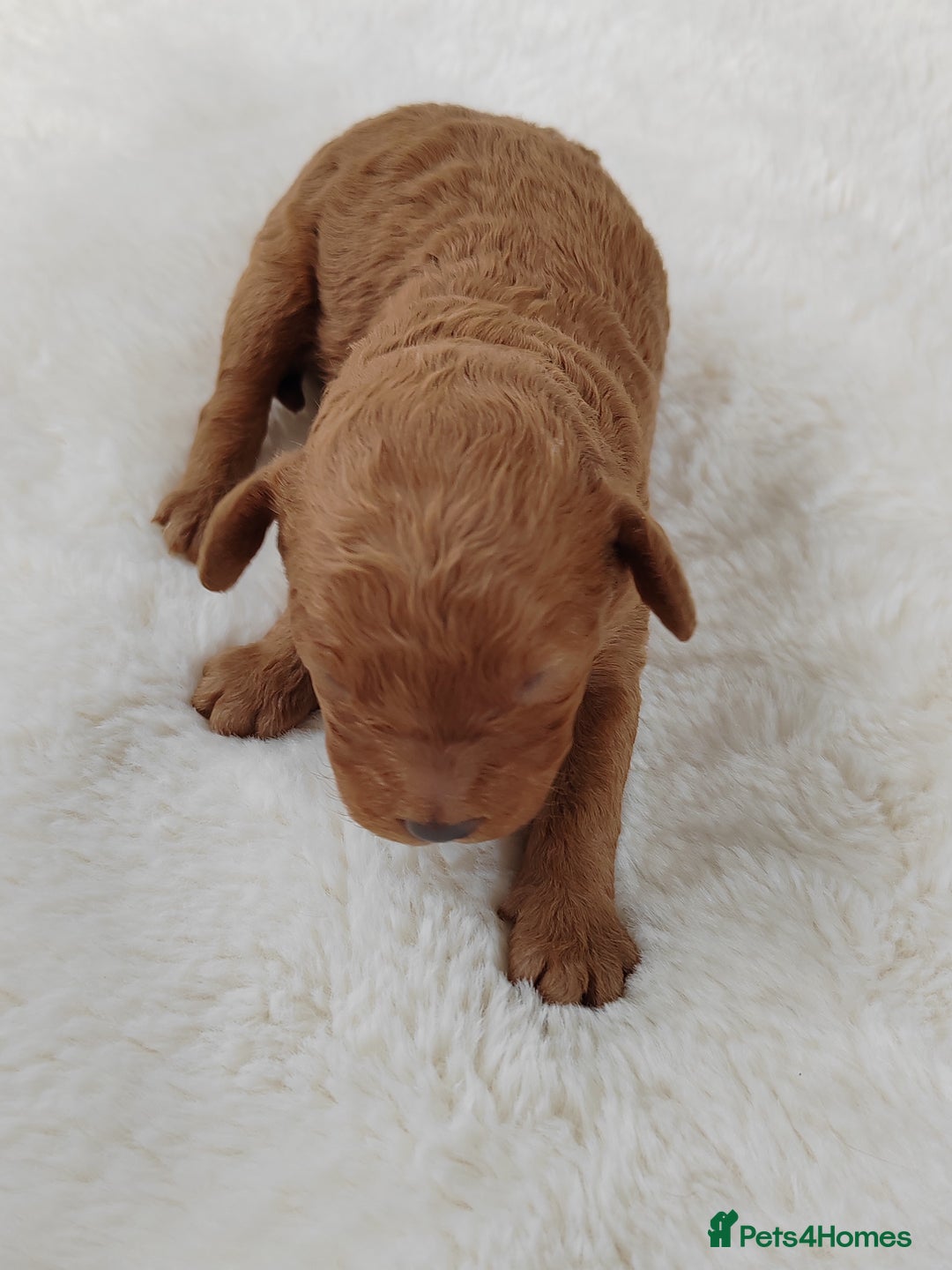 Cavapoo dogs for sale: TOY CAVAPOO DNA TESTED PARENTS AND GRANDPARENTS  - Image 17