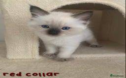 Ragdoll cats for sale: 5 Lovely, Pure Ragdoll Kittens - Image 16