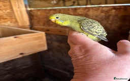 Budgerigars birds for sale: Young Budgies  - Image 9