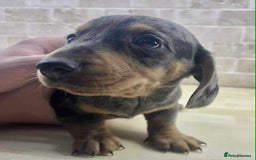 Dachshund dogs for sale: Miniature Dachshund puppies - Image 1