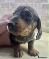 Dachshund dogs - Advert 2