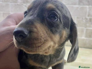 Dachshund dogs - Advert 1