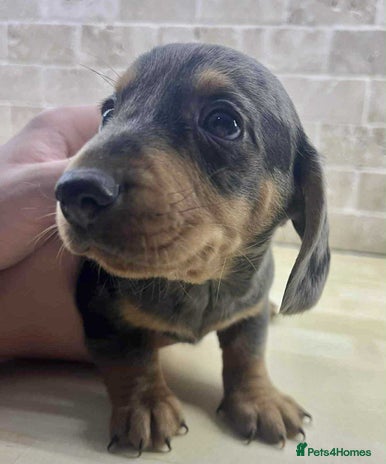 Dachshund dogs - Advert 1