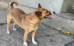 Mixed Breed dogs for adoption: 💖🐶 CLEO 🐶💖 - Image 7