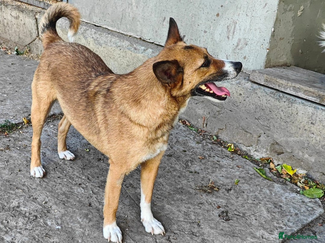 Mixed Breed dogs for adoption: 💖🐶 CLEO 🐶💖 - Image 7