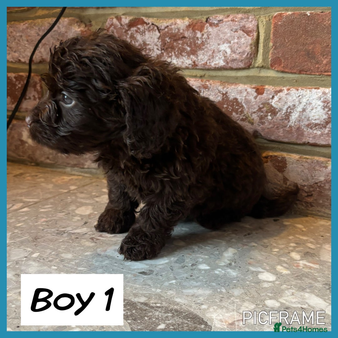 Cockapoo dogs for sale: 💙💗OUTSTANDING F1B COCKAPOOS💗💙 ready 16th jan - Advert 3