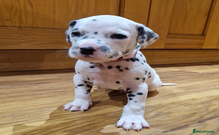 Dalmatian dogs ❤️Top class litter of quality KC Dalmatians❤️ - Advert 4