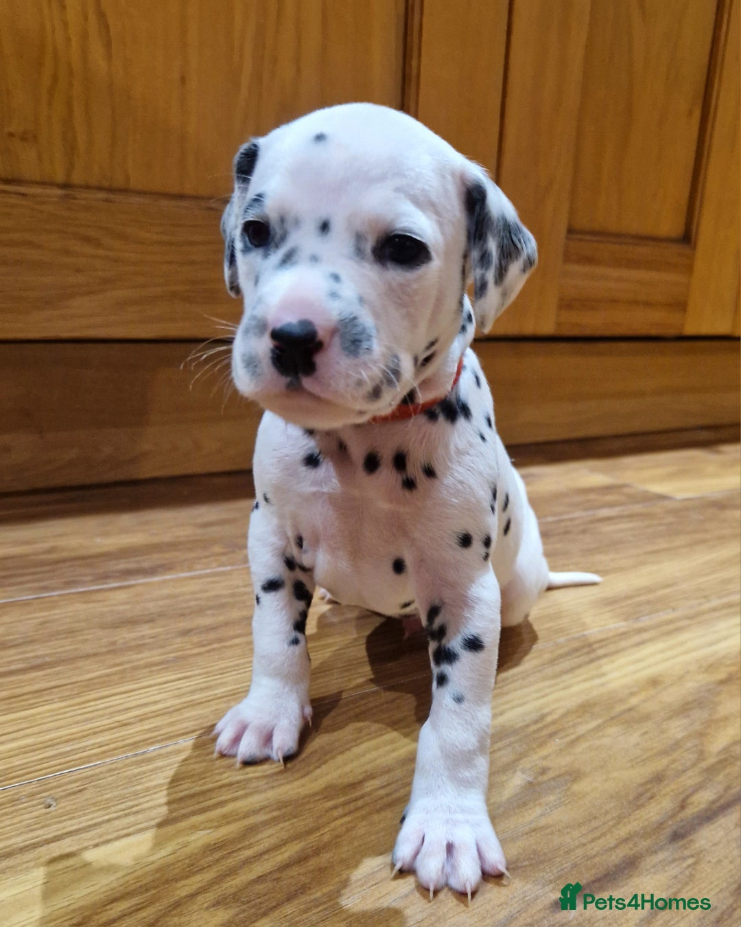Dalmatian dogs for sale: ❤️Exceptional fully hearing KC Dalmatians❤️ - Advert 12
