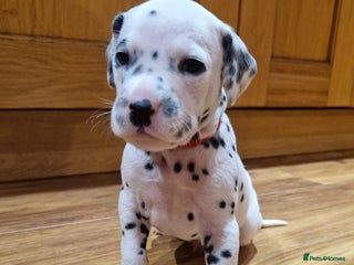 Dalmatian dogs ❤️Top class litter of quality KC Dalmatians❤️ - Advert 13