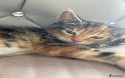 Mixed Breed cats for sale: 🐾 Kittens for Sale – 1 Boy & 1 Girl! 🐾 - Image 3