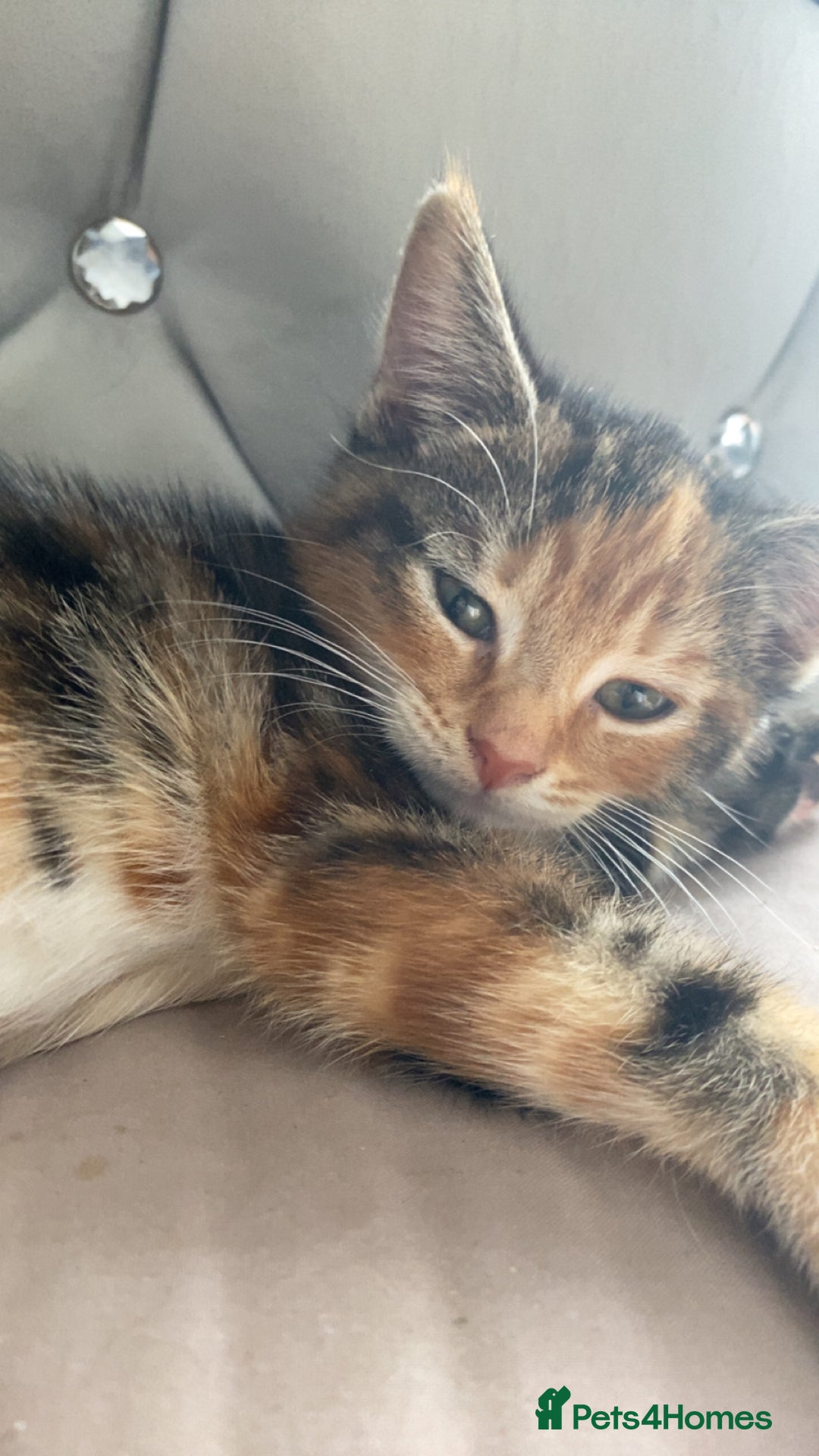 Mixed Breed cats for sale: 🐾 Kittens for Sale – 1 Boy & 1 Girl! 🐾 - Image 3