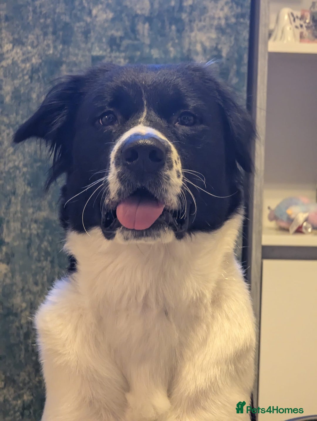 Mixed Breed dogs for sale: Large Female dog - Image 2