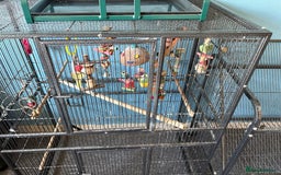 Parrots birds for sale: Parrot cage and separate stand - Image 3