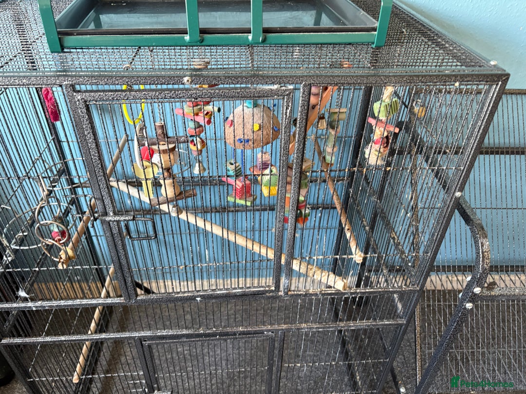 Parrots birds for sale: Parrot cage and separate stand - Image 3