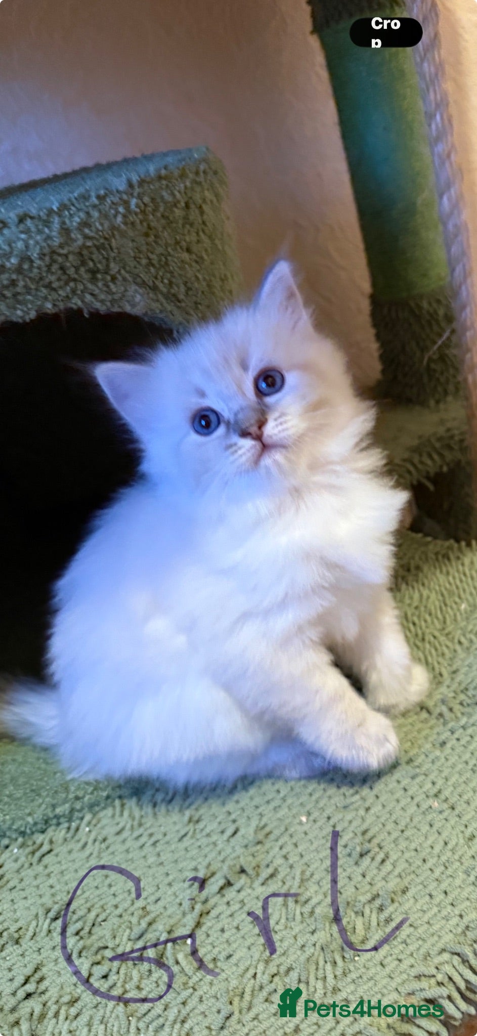 Ragdoll cats 🐾 Adorable Ragdoll  Kittens for Sale! 🐾  - Advert 2