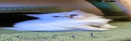 Ragdoll cats for sale: 🐾 Adorable Ragdoll  Kittens for Sale! 🐾  - Advert 13