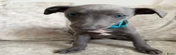 Whippet dogs for sale: I BEAUTIFUL GIRL LEFT READY NOW - Advert 17