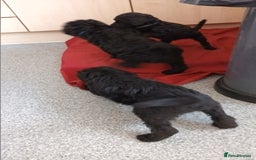 Labradoodle dogs for sale: F,1,B Standard labradoodles - Image 14