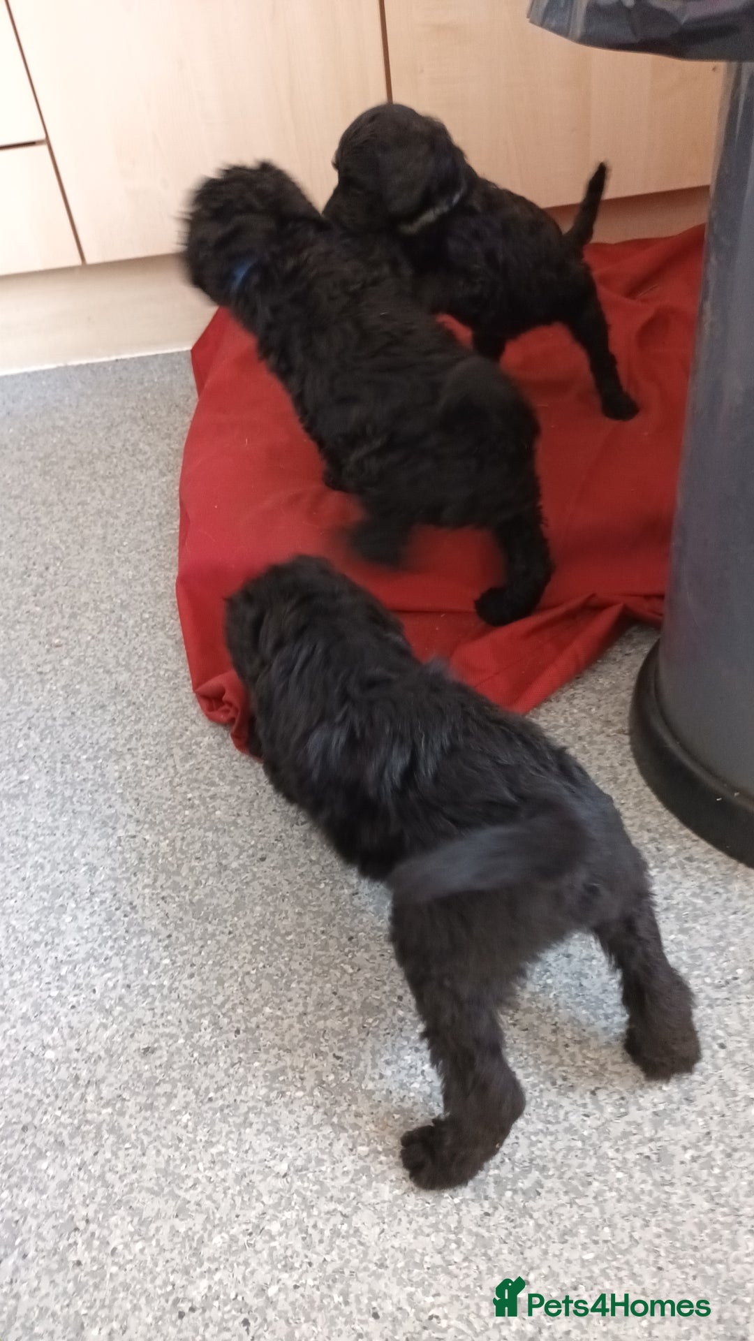 Labradoodle dogs for sale: F,1,B Standard labradoodles - Image 14