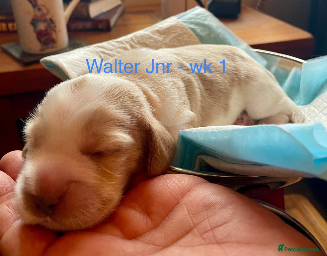 Cocker Spaniel dogs for sale: Your “furever” friend is here - Advert 30