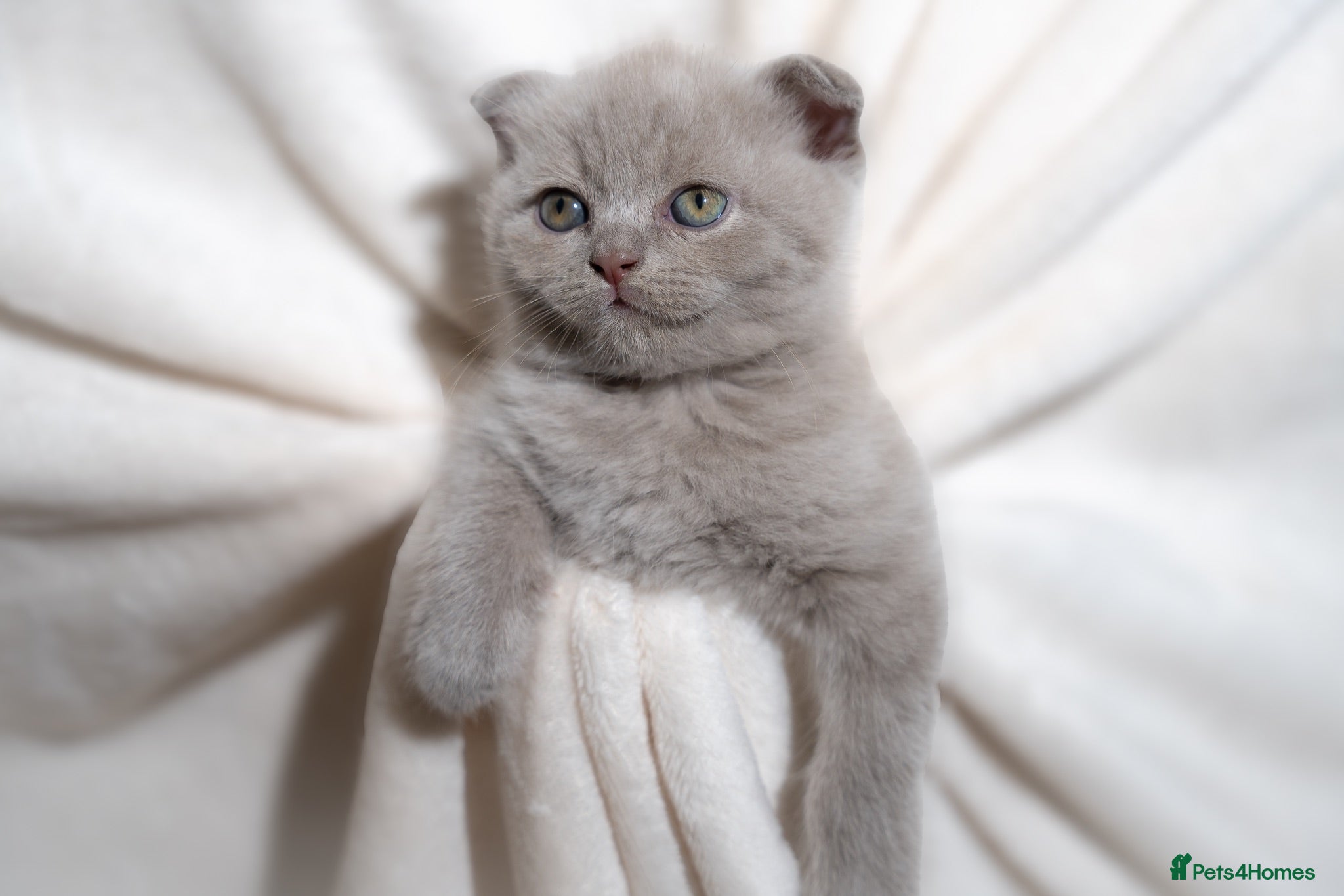 Scottish Fold cats Sottish Fold Beautiful kittens🐾 - £650 Each - Advert 1
