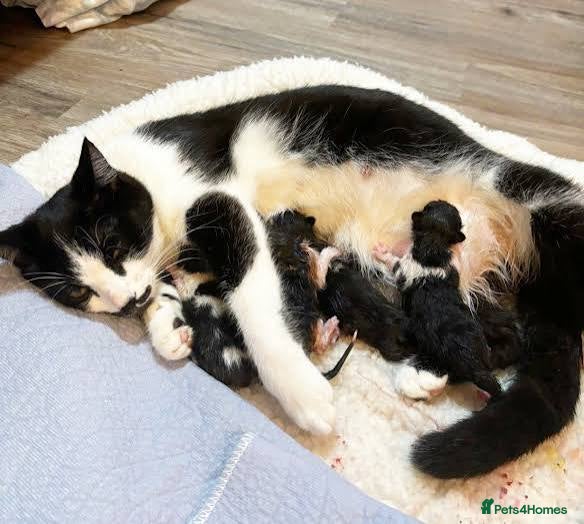 Mixed Breed cats Female kitten/cat - Advert 4