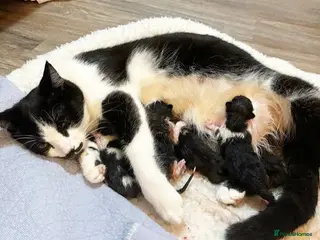 Mixed Breed cats Female kitten/cat - Advert 7