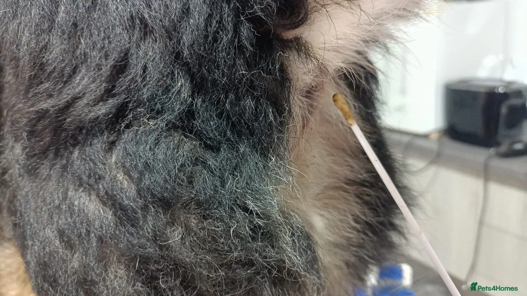 Mixed Breed dogs for adoption: 🐾 RUDY – Waiting for the Life He Deserves 🐾 in Nottingham - Advert 16