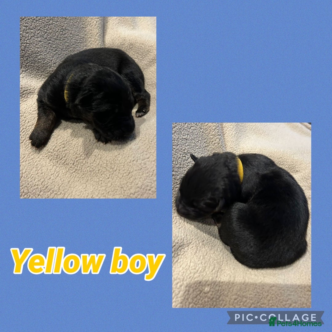 German Shepherd dogs for sale: German shepard puppys - Advert 13